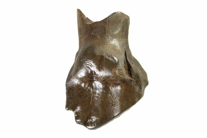 Fossil Nodosaurid (Denversaurus) Tooth - Montana #338903